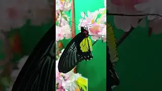 тропические бабочки #tropical #butterfly #бабочка