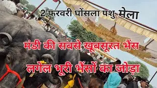 #घोंसला पशु मंडी की सबसे खूबसूरत #मुर्रा बन्नी भैंसों का जोड़ा लगेल जिला उज्जैन #मध्यप्रदेश#baffalo