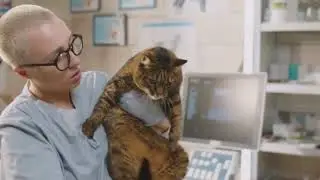 Feline First Aid What Every Cat Owner Should Know