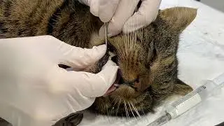 NetAP-Kastrationseinsatz in der Tierklinik Mittelland