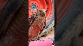 eagle is the best hunting bird - parrot buzz