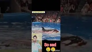 Dolphin Fish Attack Lady So Sad Viral Video