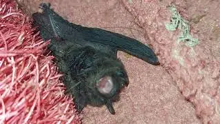Baby bat furious attack 😈😱 | Creepy creature 🦇😨 | #shorts  #trending #viral