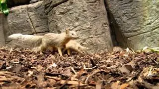 narrow-striped mongoose (Mungotictis decemlineata) females, RSCC