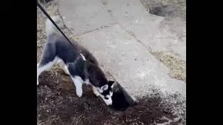 Husky & Alpha&hellip;#funny dogs #tik tok dogs #cutehusky #siberianhusky #хаски #funny #dog #tomjerry