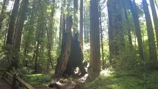 Henry Cowell Redwoods State Park - CA - Redwood Grove Loop Trail - [4K]