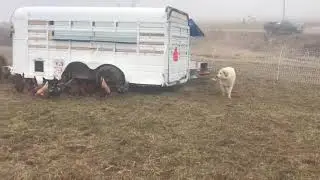 Training out Chicken Guardian Dogs