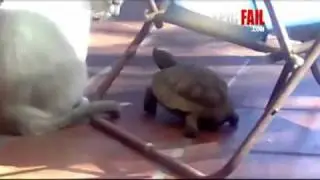 Cat Fail / Tortoise Win