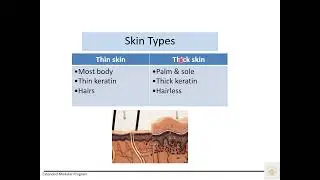 2 Skin and Fascia