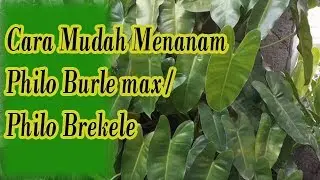 Cara mudah menanam philo burle max / Philo brekel