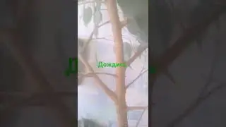 древо жизни эпоха трафика топ фан сигма тарарара #relaxingmusic #love #music #adventure #cat #мемас