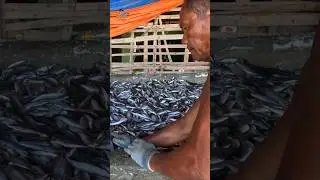 From Fresh to Dried: The Fish Drying Process in Coastal Cavite