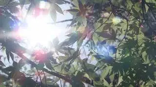 ウクレレ歌マネ　What A Wonderful World（この素晴らしき世界）（1967年）