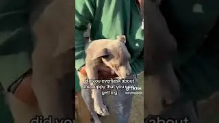 Getting a confident puppy