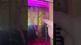 Як спить риба)