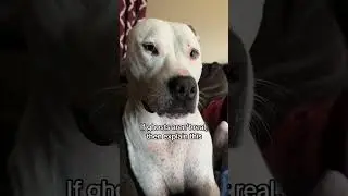 Annabelle Are Scared With  Horror Stories , While Norman Is Enjoying   #pets #dog