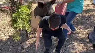 Pig and the Producer - To The Rescue TV Show
