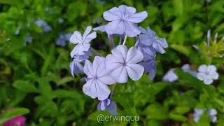 Plumbago Auriculata