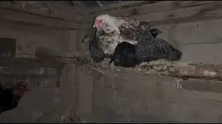 Oct 22 On the big birds&rsquo; roost, looking comfortable.  No fuss from Papa&hellip;