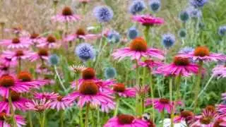 Gardens of Britain 2 - Joe Wainwright Photography