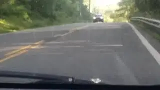 Rare fox sighting