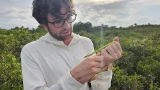 Exploring the Southeastern U.S. in search of Snakes