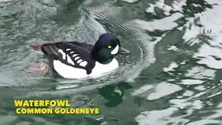 WILDLIFE of CANADA series Barrows Goldeneye