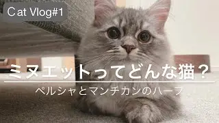 【猫Vlog#1】ミヌエットってどんな猫？|マンチカンとペルシャのハーフ|