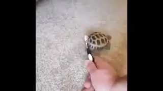 Turtle vibing to Disturbance in Agustria