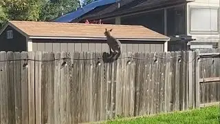 Raw video: Coyote jumps fence in Pecan Grove neighborhood