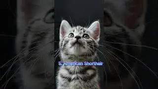 Top 10 Popular Cat Breeds in in Philippines