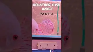 Kolathur Fish Market 🐠 #shorts #minivlog #fish #cute #kolathurfishmarket #kolathuraquariumfish