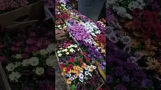 Najveći izbor Margarete i korisni saveti za gajenje. @greenpeace#margareta #osteospermum #margarita