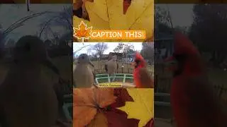🐦 Feeder Feud! 💥 Cardinal and Mourning Dove Are NOT Happy Sharing the Seed!
