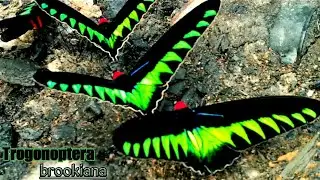 Rajah brooke's birdwing (trogonoptera brookiana) butterfly meeting!