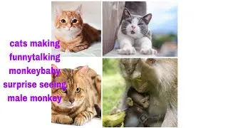 Cats funnytalking monkeybaby surprise seeing malemonkey trying to talk#youtubevideos#videos.