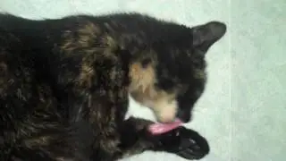 Tasha Denise Rueff (Cat) licks her paw on top of the HP Officejet 6500 on 5-24-2010 A.D.