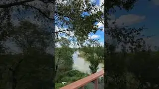 Tacoma Guy Has Tree Rat Problem!