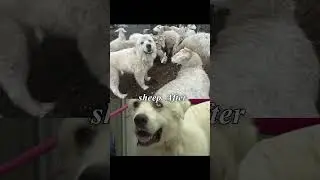 Heartwarming : Loyal Dog Fights with 11 coyotes to Protect His Family💔#shorts #shortvideo #viral