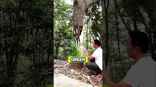 This Man Turn Tree into Magical Art!😱❤#shortsvideo