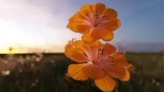 Blender Flower Animation