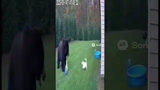 Little dog saves child from grizzly bear attack #shocking #dogs #saviour #clips #rescuedog #rescue