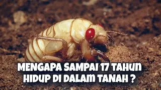 Serangga Yang Hidup 17 Tahun Di Dalam Tanah