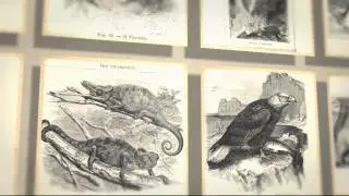 Vintage Animal Sketches - Royalty Free Images from the Victorian Era of Natural Life in Nature