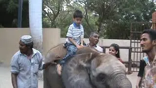 A ride on an Elephant at karachi Zoo