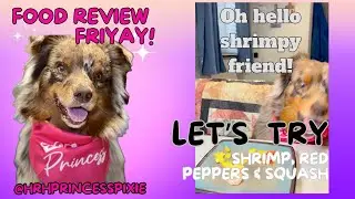 Food Review FRIYAY! Let&rsquo;s Try Shrimp, Red Peppers and Squash. Dog Tries Different Foods.