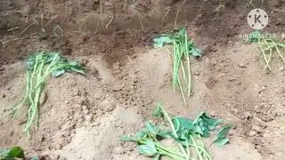 MINIE GARDEN PART 2
