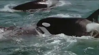 Nature: Invasion of the Killer Whales