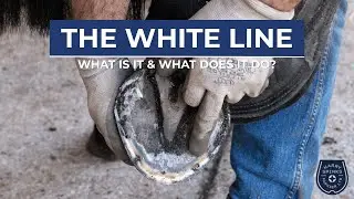 The Horse&rsquo;s White Line Explained: Structure, Function & Health