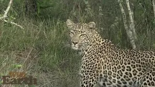 WildEarth - Закат - 01 декабря 2021 г.